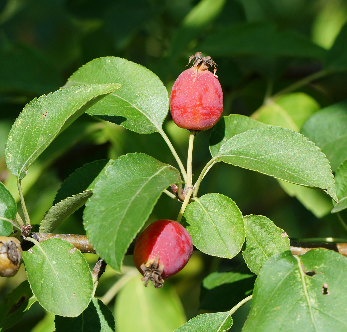 Изображение особи Malus prunifolia.