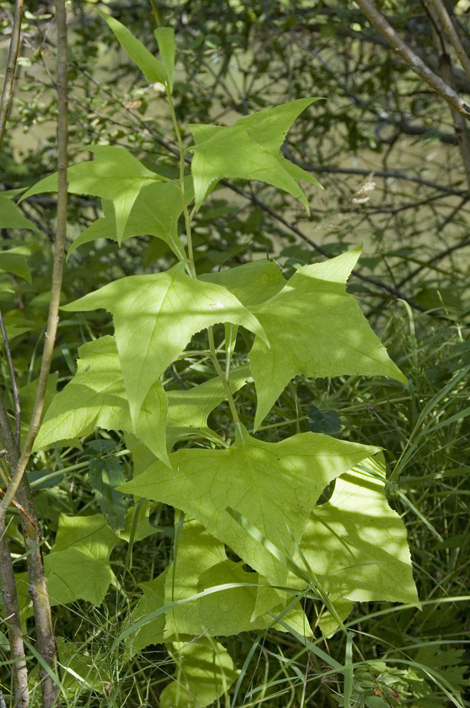 Image of Parasenecio hastatus specimen.