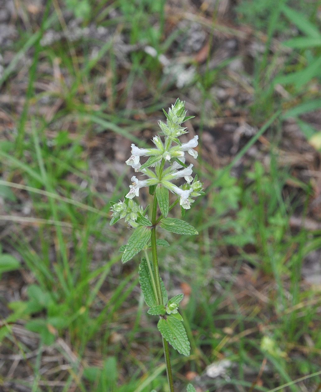 Image of Stachys annua specimen.