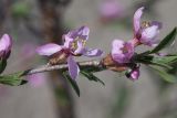 Amygdalus nana