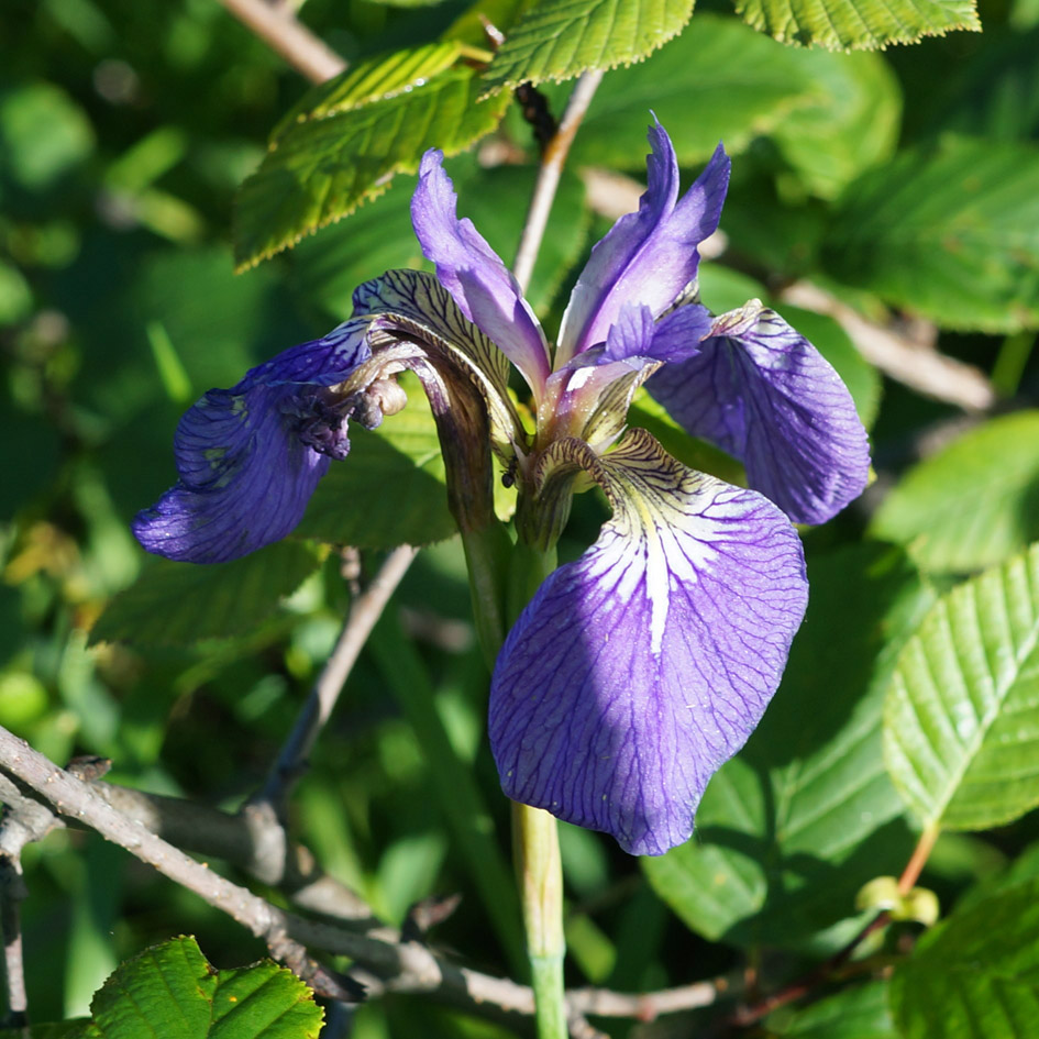 Изображение особи Iris setosa.