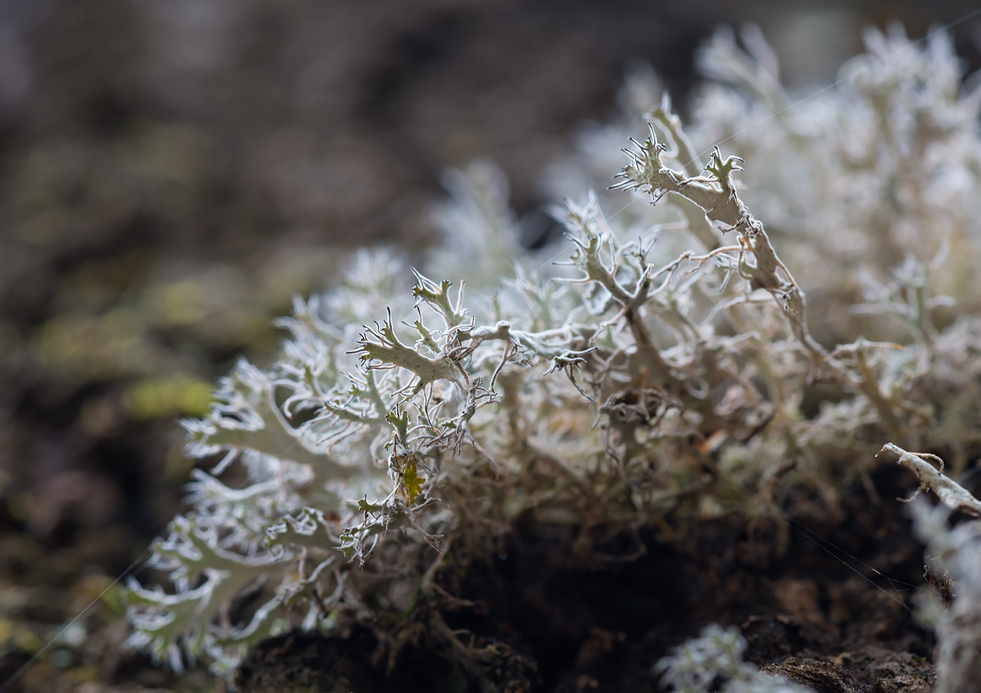 Изображение особи Anaptychia ciliaris.