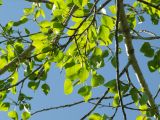 Populus laurifolia