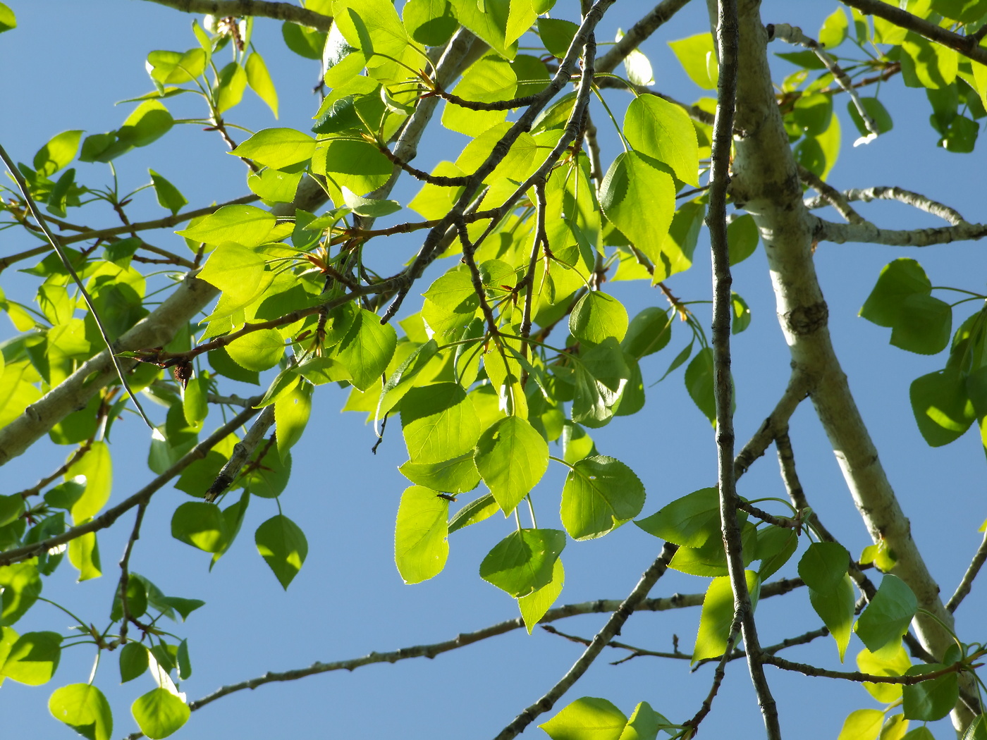 Image of Populus laurifolia specimen.