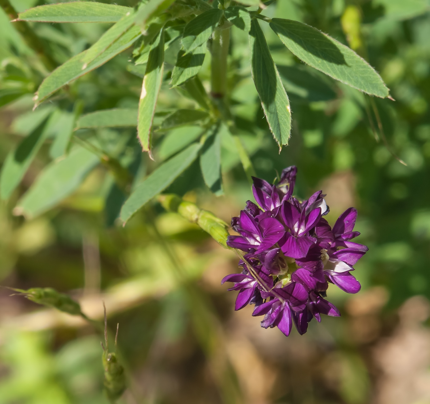 Изображение особи Medicago sativa.