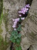 Cyclamen coum