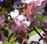 Malus &times; purpurea