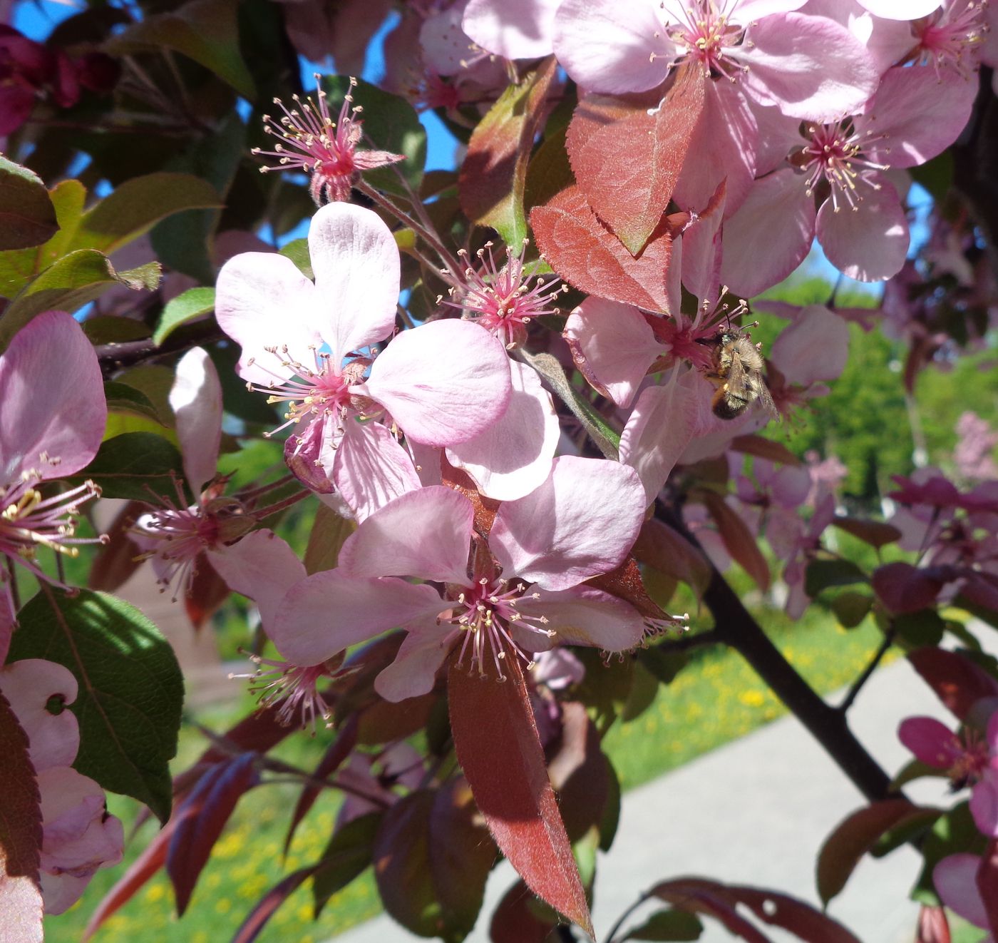 Изображение особи Malus &times; purpurea.