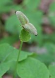 Paeonia caucasica