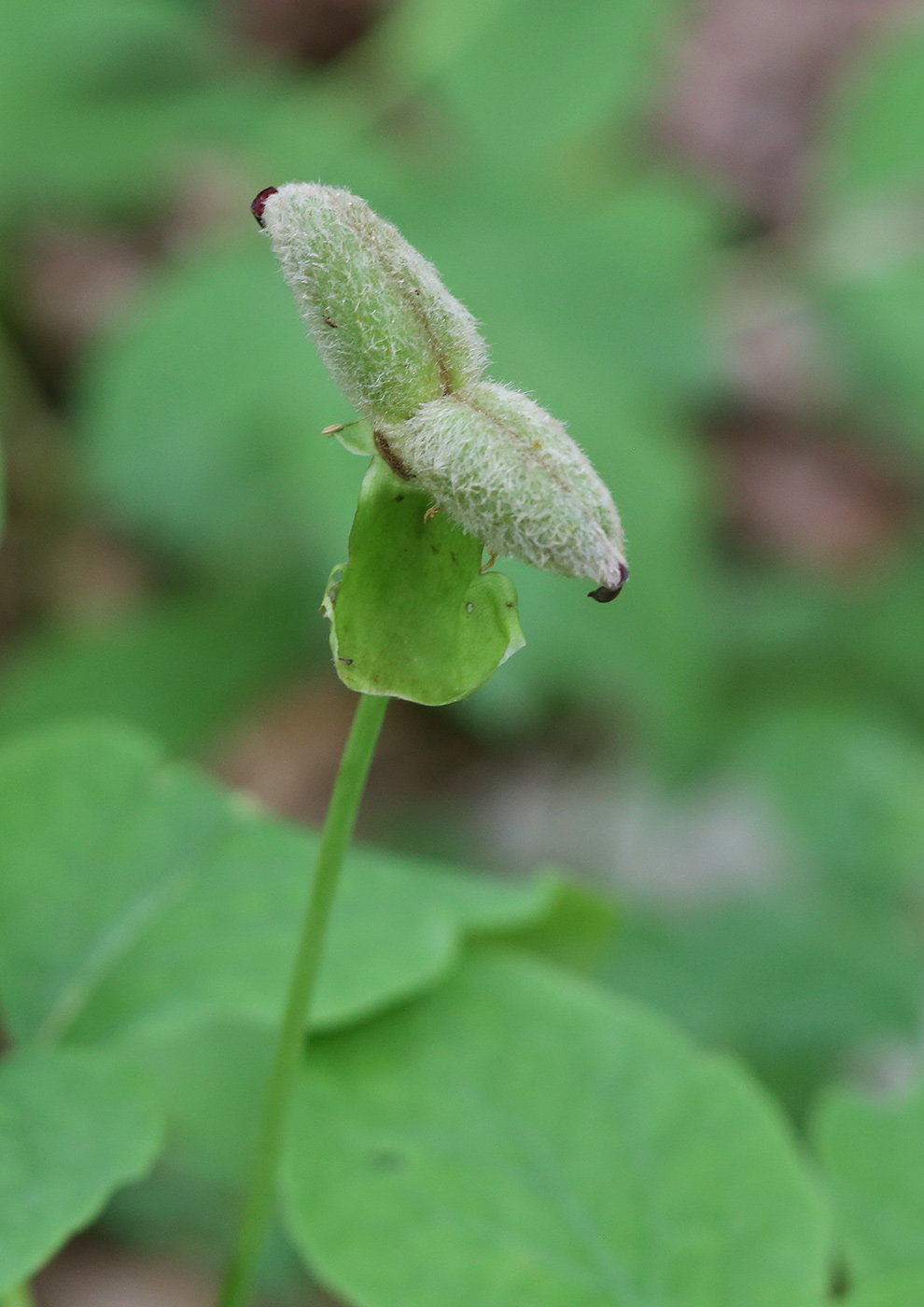 Изображение особи Paeonia caucasica.