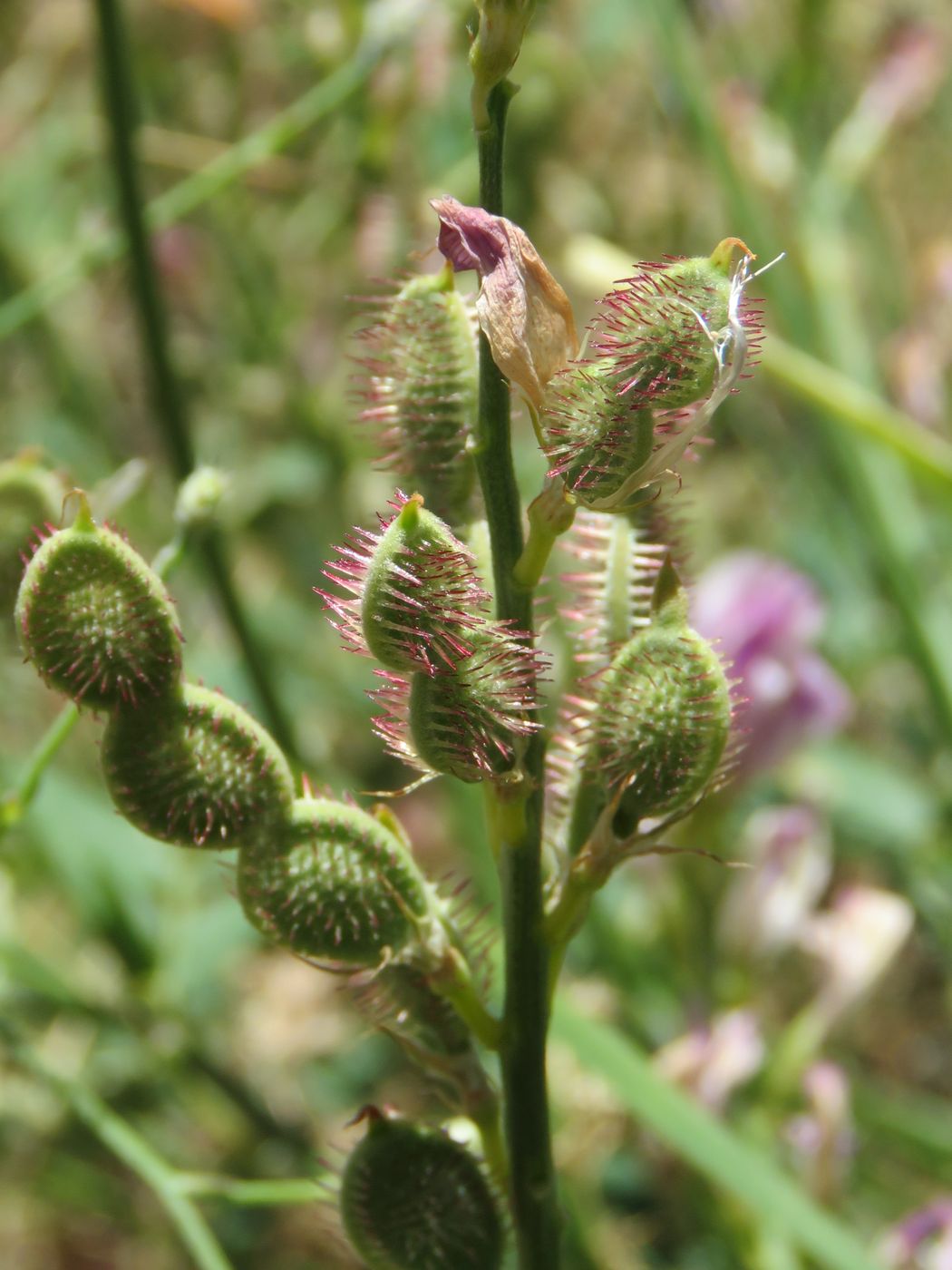 Изображение особи Hedysarum mogianicum.