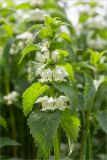 Lamium album