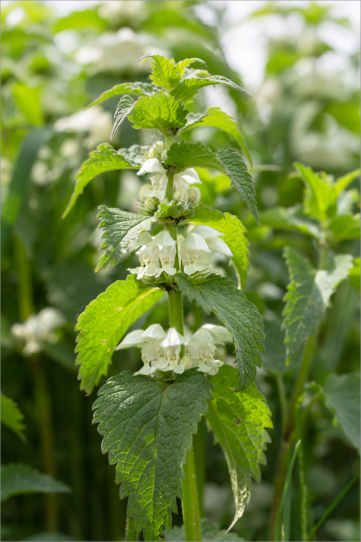 Image of Lamium album specimen.