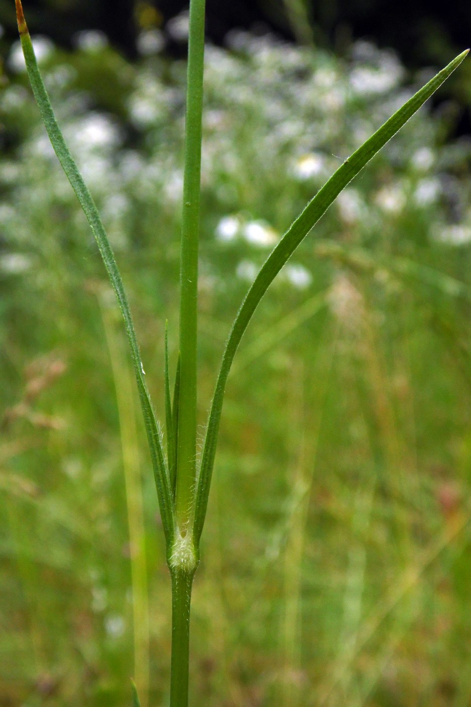 Изображение особи Dianthus armeria.