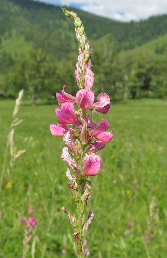 Image of Onobrychis sibirica specimen.