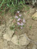 Thymus daghestanicus. Веточки с соцветиями. Дагестан, Гергебильский р-н, окр. с. Гергебиль, ок. 800 м н.у.м., обрывистый склон. 07.06.2019.