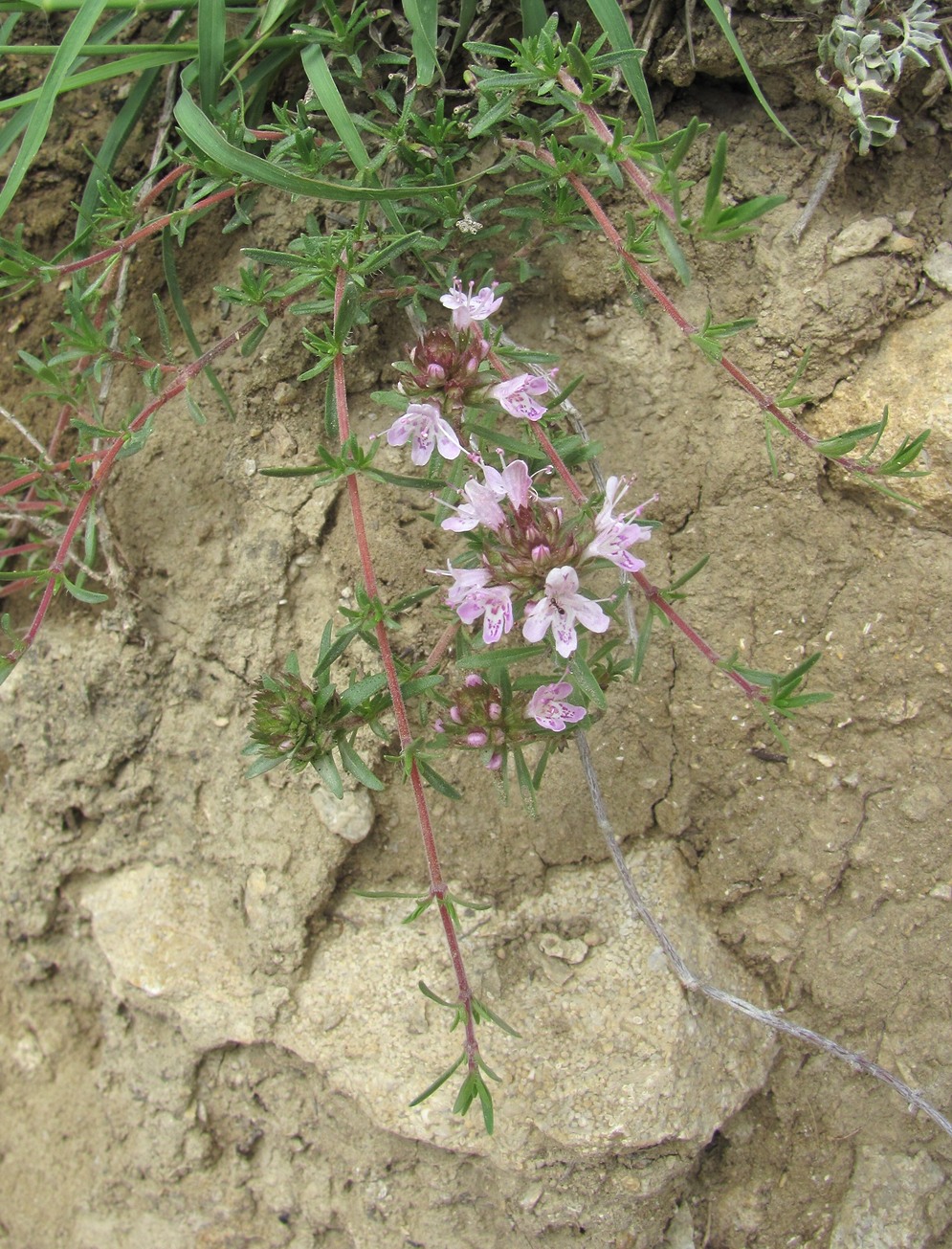 Изображение особи Thymus daghestanicus.