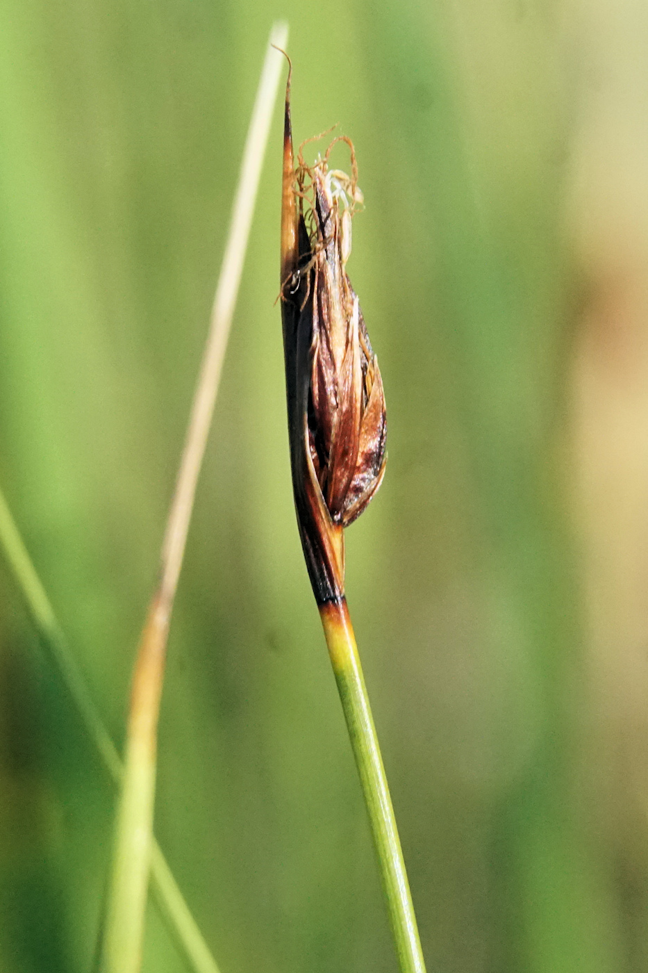 Изображение особи Schoenus ferrugineus.