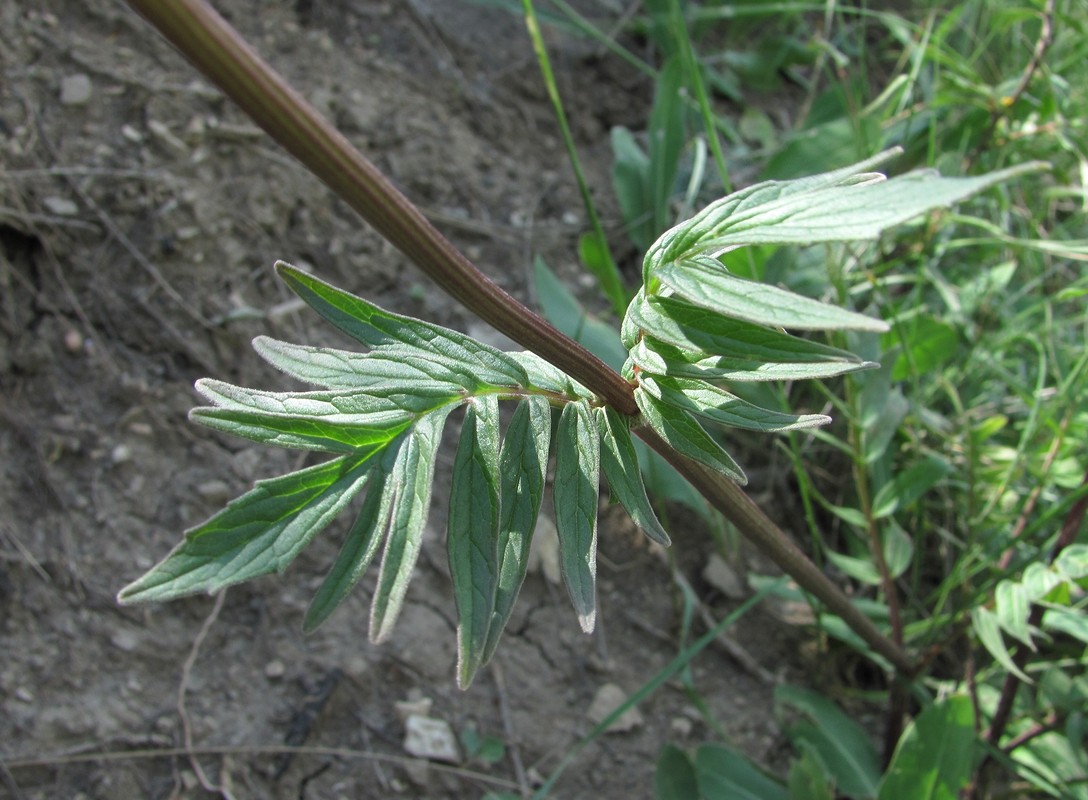 Изображение особи Valeriana grossheimii.