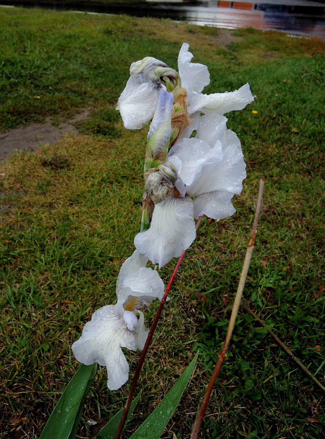 Image of Iris × hybrida specimen.