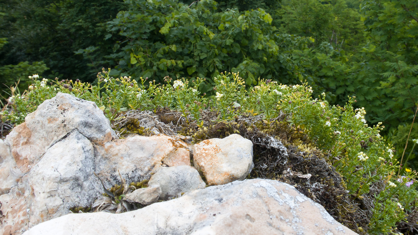 Image of Galium oshtenicum specimen.