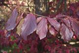 Parrotia persica