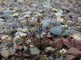 Cochlearia officinalis