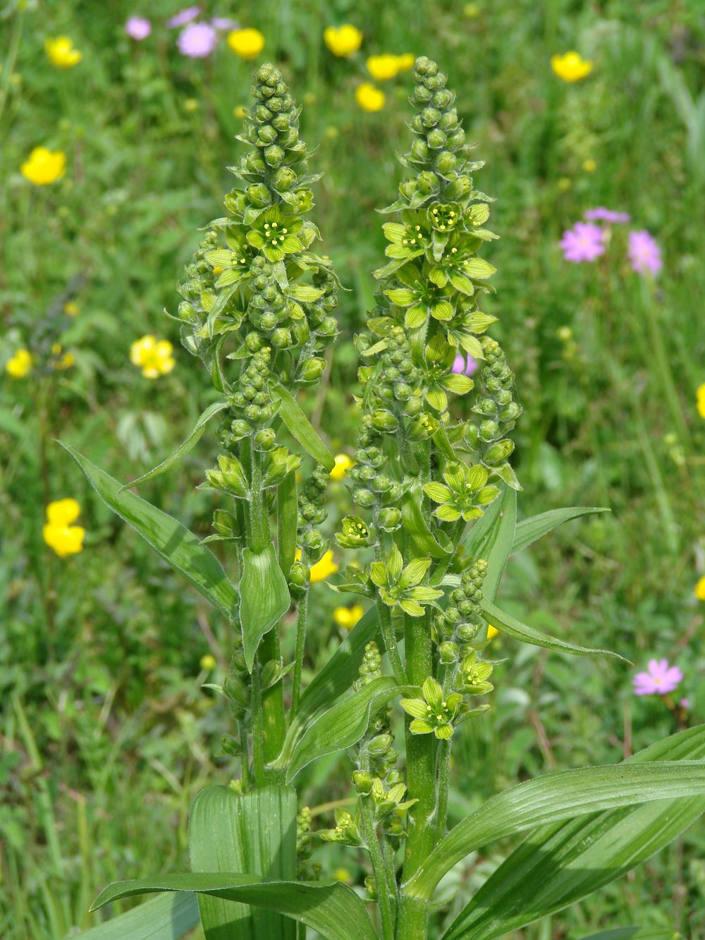 Изображение особи Veratrum lobelianum.