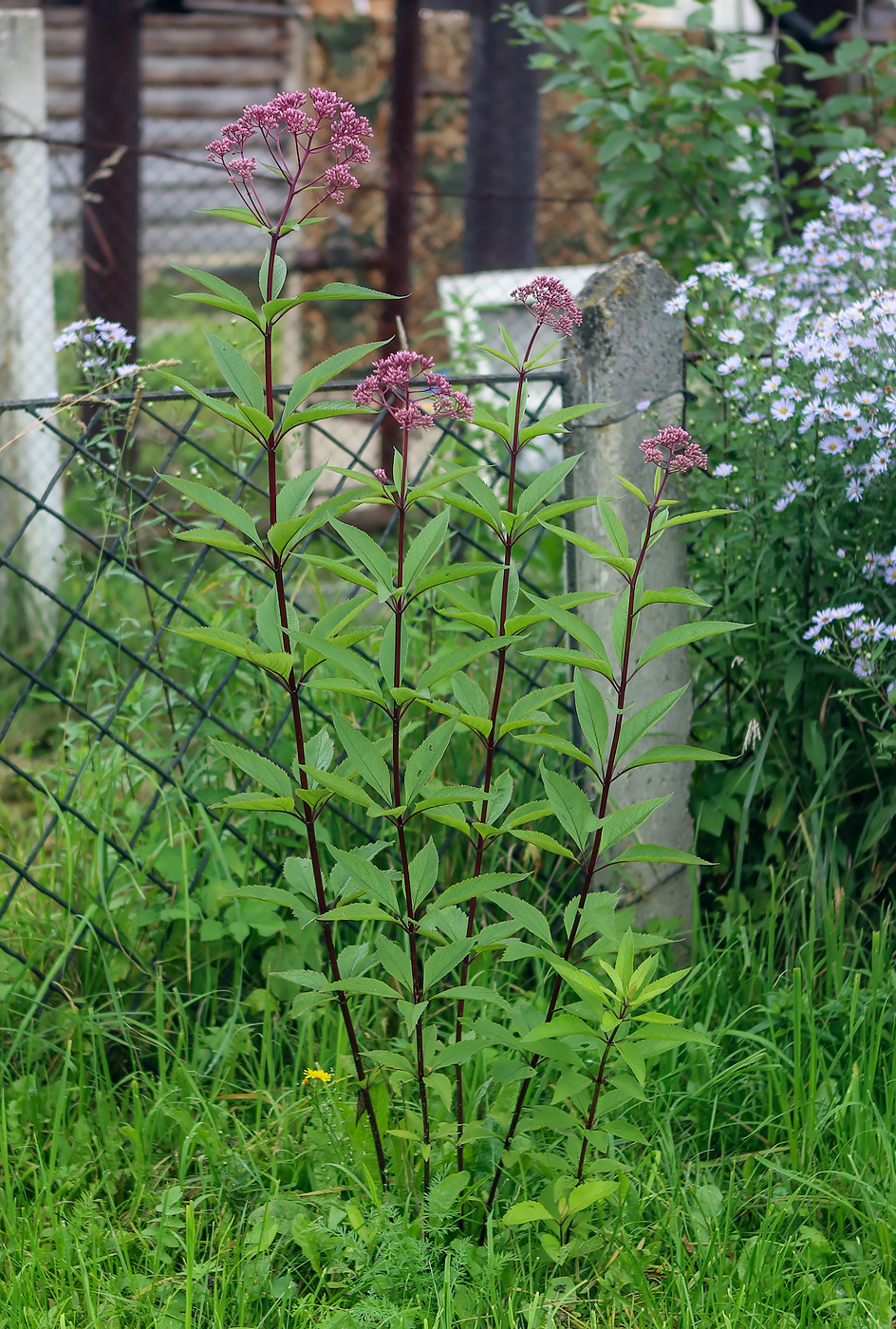 Image of Eupatorium purpureum specimen.