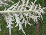 Hypacanthium echinopifolium. Розеточный лист (вид с нижней стороны). Казахстан, Туркестанская обл., Толебийский р-н, территория Сайрам-Угамского национального парка; Угамский хр., долина р. Сайрам-Су, ≈ 1950 м н.у.м., щебнистая осыпь. 03.07.2019.