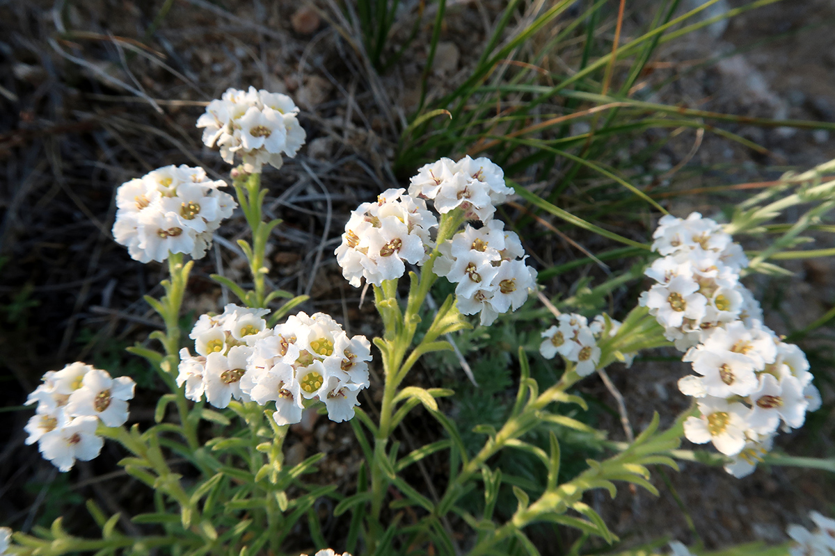 Изображение особи Ptilotrichum tenuifolium.