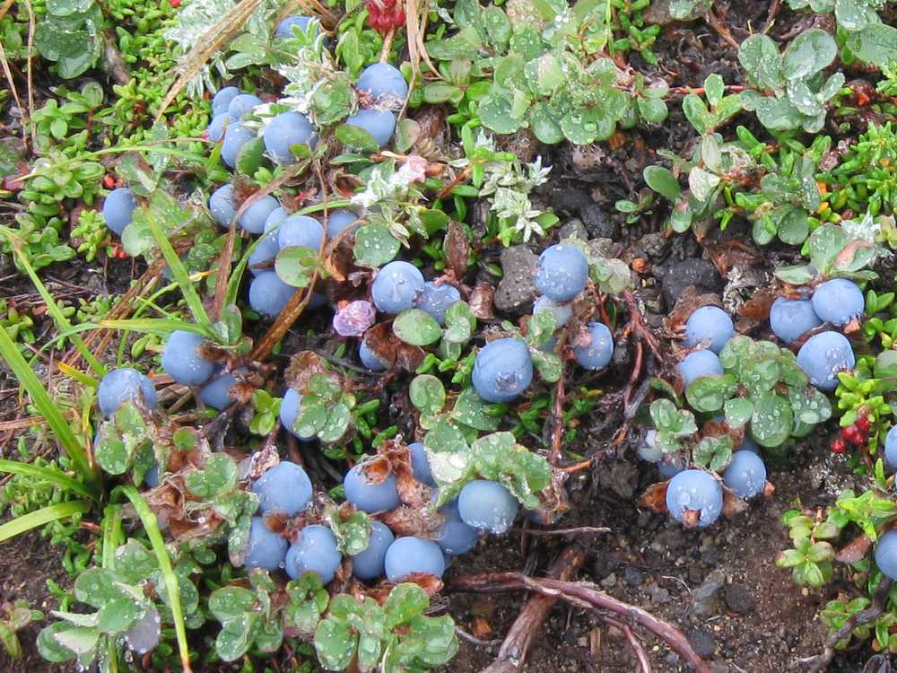 Image of Vaccinium vulcanorum specimen.