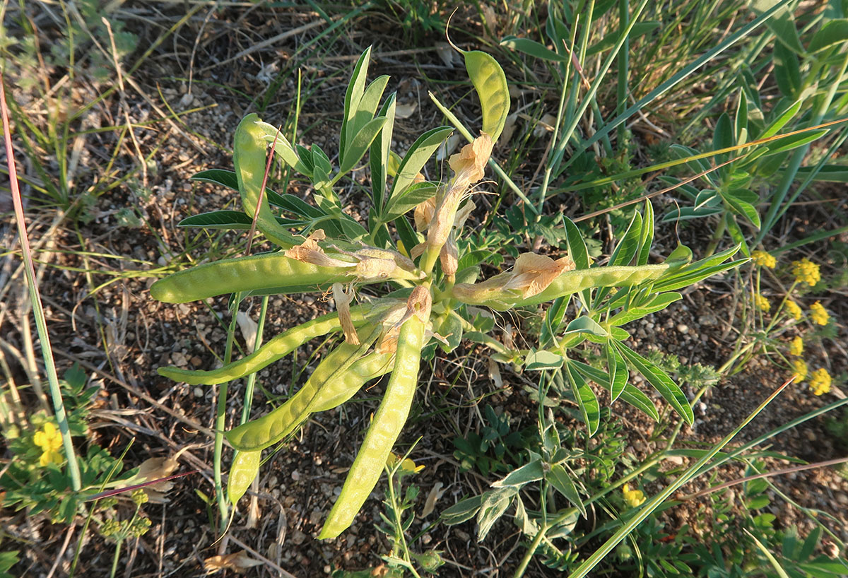 Image of Thermopsis lanceolata specimen.