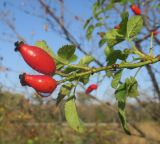 Rosa andegavensis