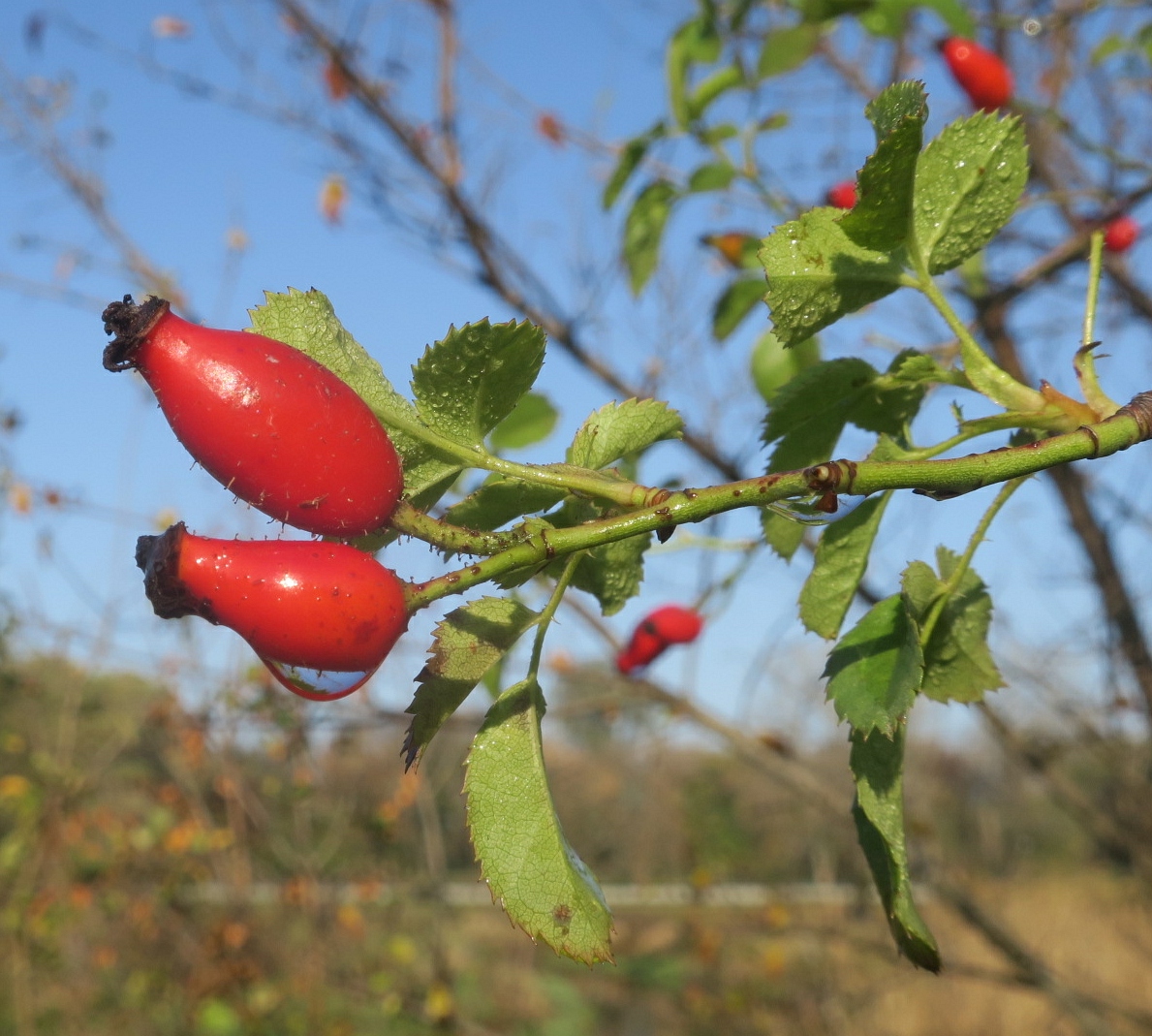 Image of Rosa andegavensis specimen.