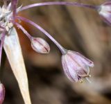 Allium daninianum