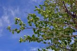 Populus laurifolia. Верхушки ветвей с соплодиями. Алтай, Кош-Агачский р-н, долина р. Чаган-Узун, ≈ 1700 м н.у.м., пойменная терраса. 12.06.2019.