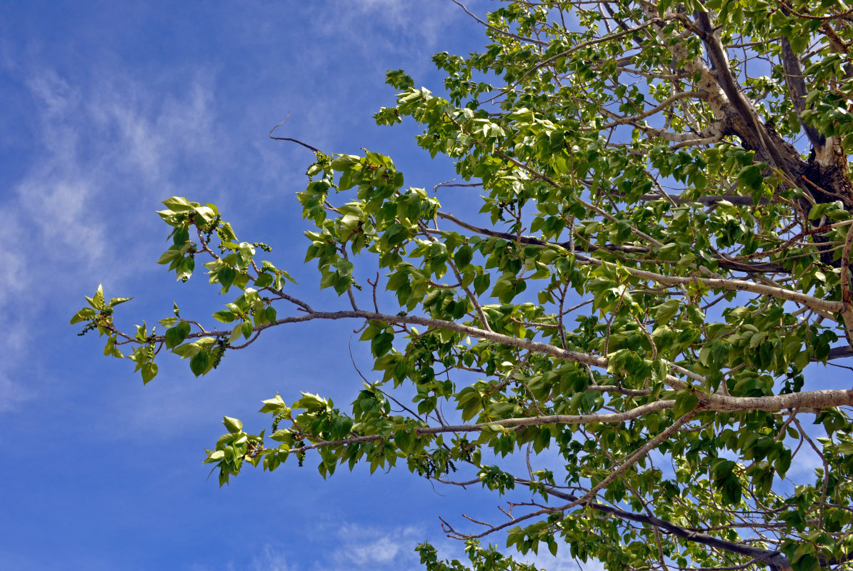 Image of Populus laurifolia specimen.