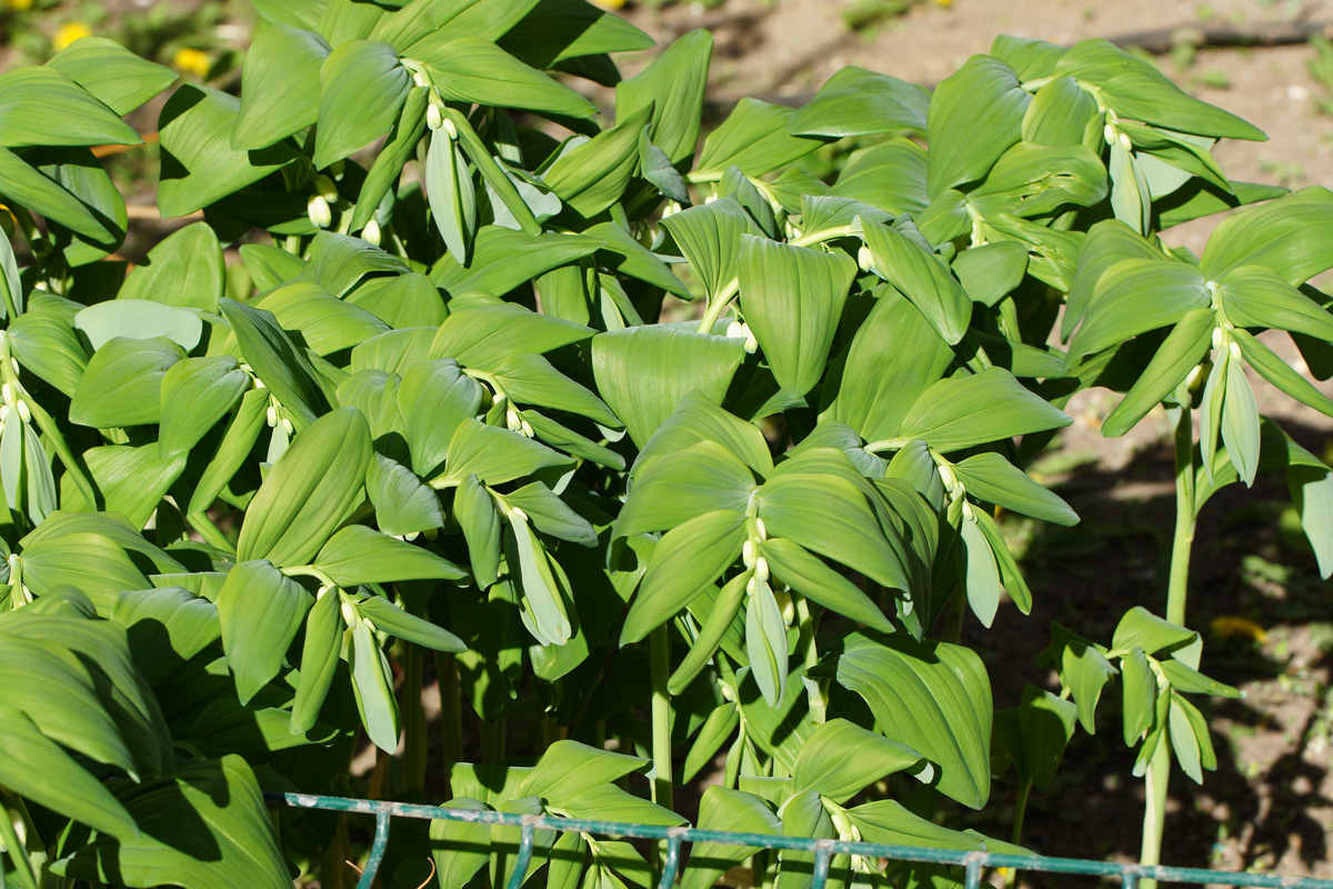 Изображение особи Polygonatum odoratum.