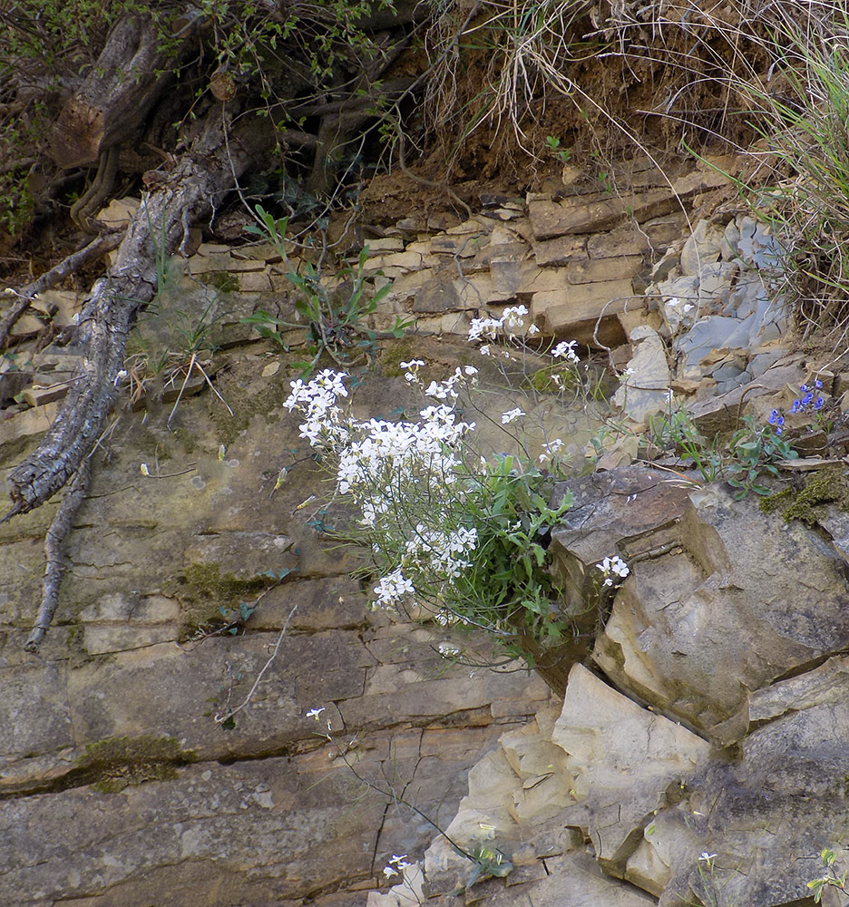 Изображение особи Arabis caucasica.