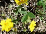 Potentilla nivea