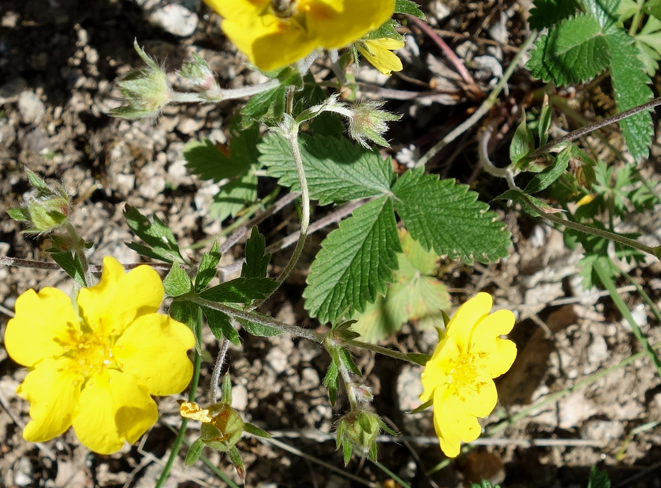 Изображение особи Potentilla nivea.