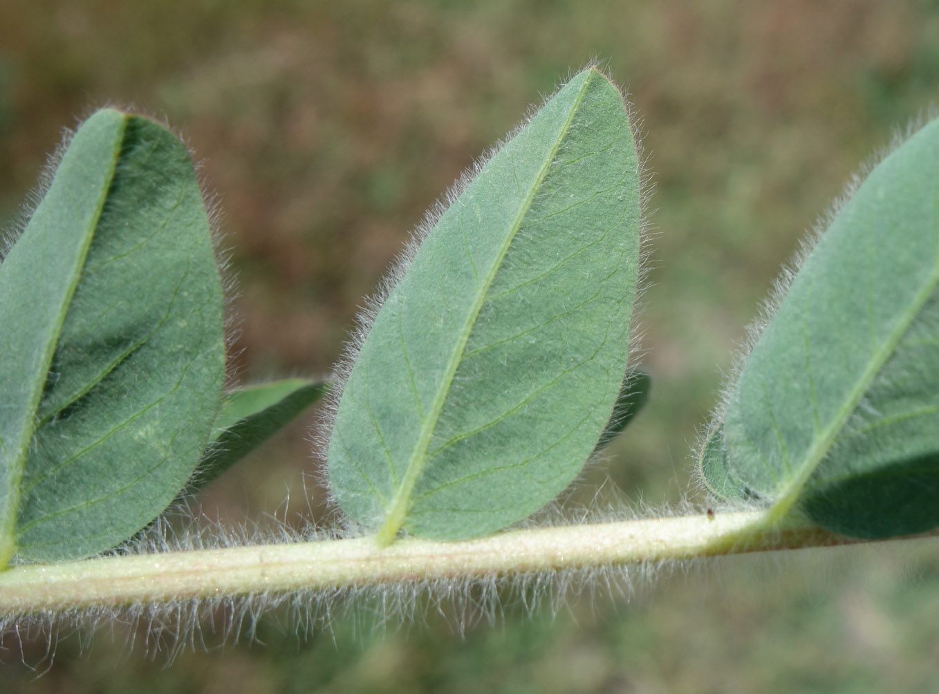 Image of Astragalus lasiopetalus specimen.