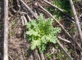 Hyoscyamus niger. Розетка прикорневых листьев. Крым, Керченский п-ов, Приазовье, гора Ташкалак, каменистая степь, в понижении. 08.03.2020.