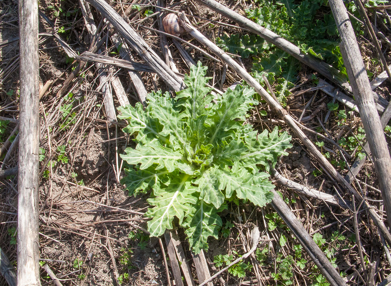 Изображение особи Hyoscyamus niger.