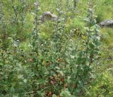 Cotoneaster melanocarpus