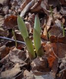 Polygonatum multiflorum