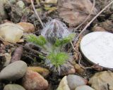 Pulsatilla campanella