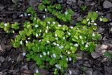Oxalis acetosella