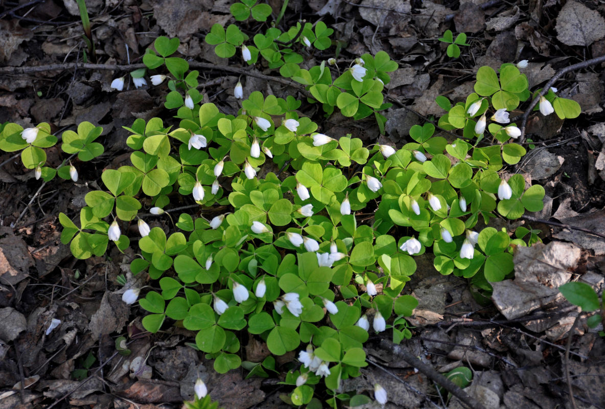 Изображение особи Oxalis acetosella.